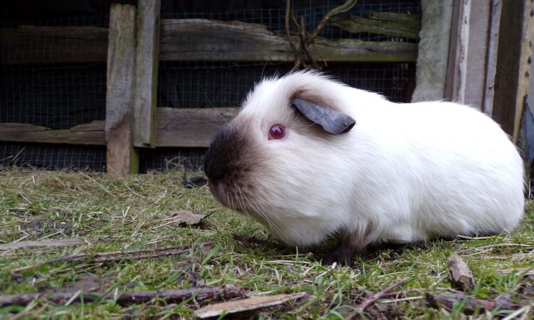 Wie alt werden Meerschweinchen?