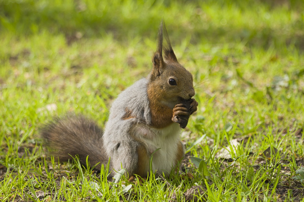 Gesunde Ernährung für Meerschweinchen