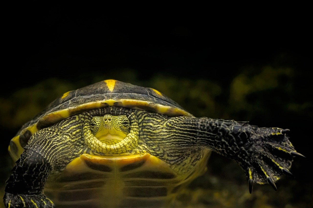 Pflege und Schutz von Schildkröten