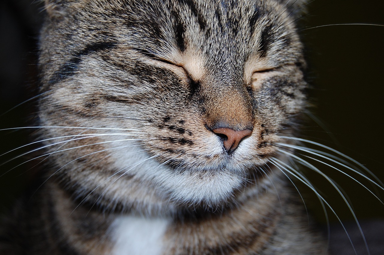 Quality of Life for Senior Cats
