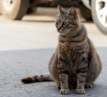 Wie lange sind Katzen schwanger?