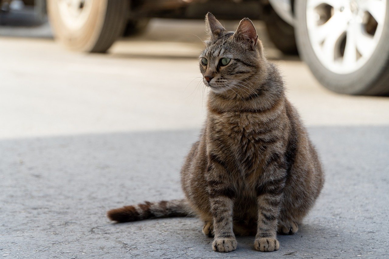 Anzeichen einer trächtigen Katze