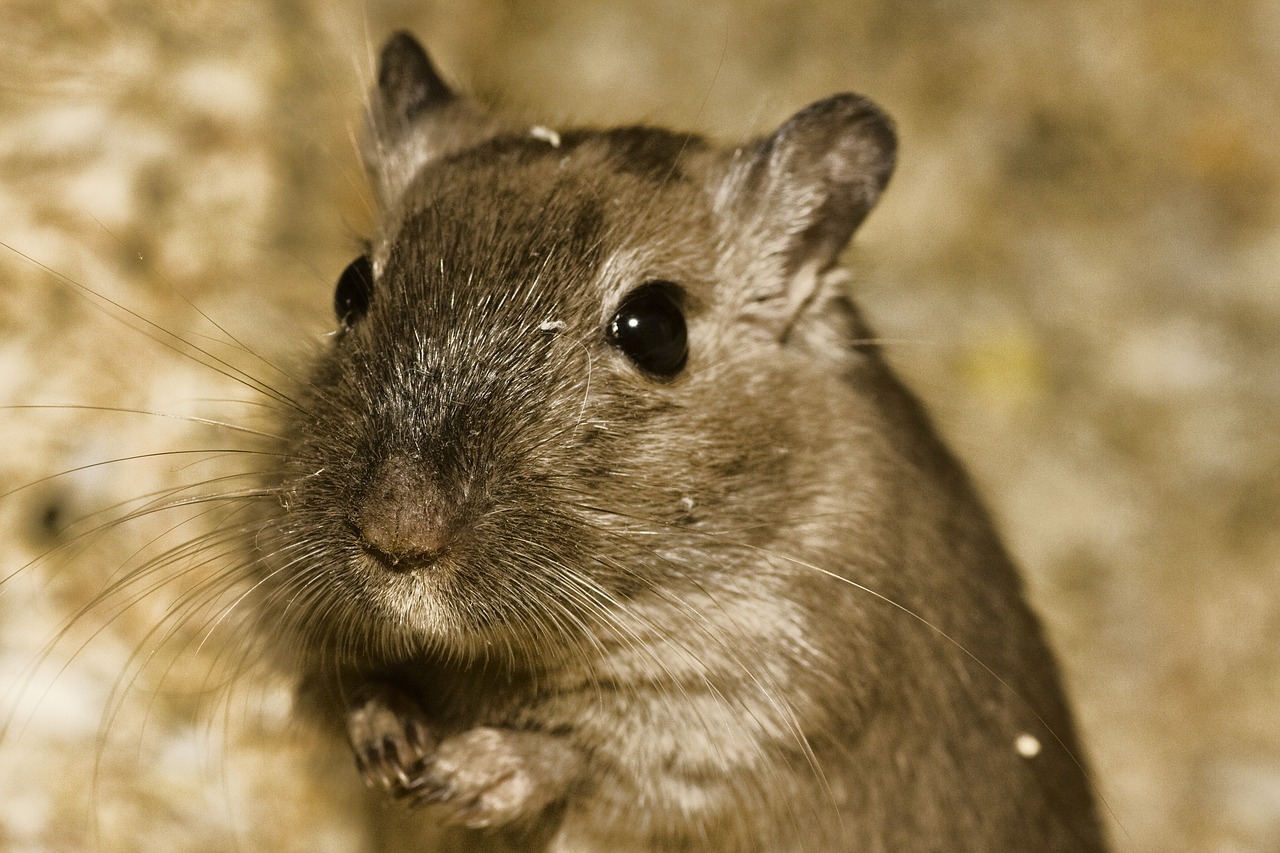 Zubehörkosten für einen Hamster