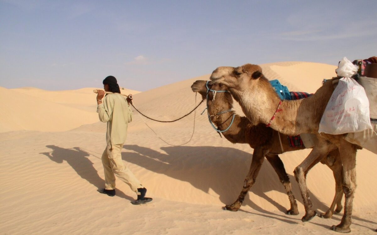 wie viele kamele bin ich wert?