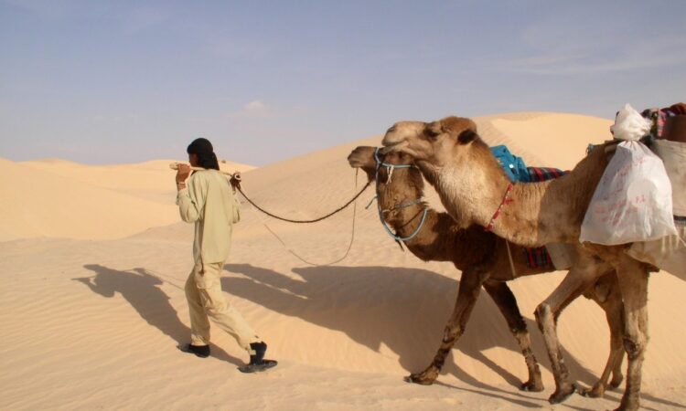 wie viele kamele bin ich wert?