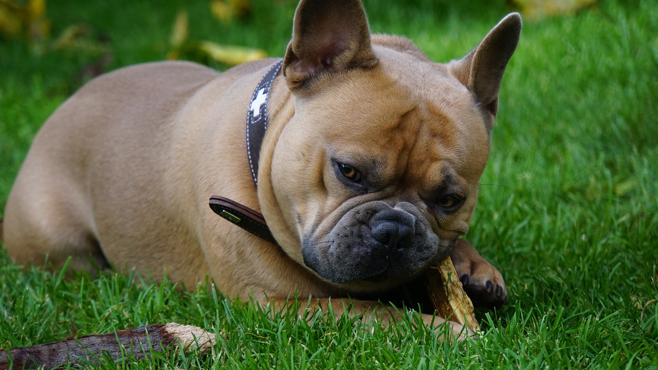 Zahnpflege für Hunde