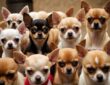 30 Chihuahua suchen ein Zuhause: So helfen Sie den kleinen Fellnasen in Not
