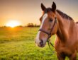 Wie alt wird ein Pferd? Lebensdauer und Faktoren, die die Lebensspanne beeinflussen