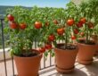 Tomaten pflanzen im Topf: Tipps für eine erfolgreiche Ernte auf Balkon und Terrasse