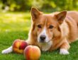 Dürfen Hunde Nektarinen essen? Das sollten Hundebesitzer wissen